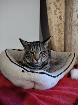 2. Savannah F4 – malí elegáni s velkým srdcem 😻 - 7