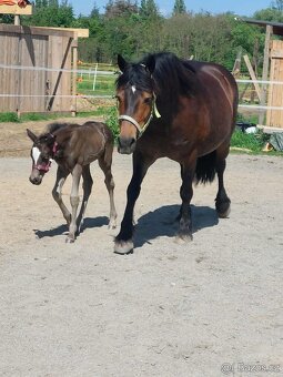 Klisna welsh part bred s PP - 7