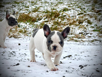 Francouzský buldoček - 7