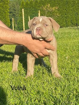 American Bully - 7