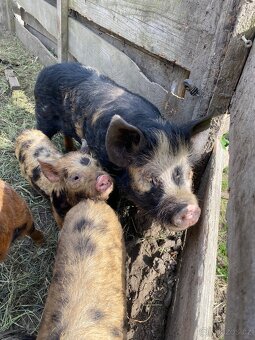 Kune Kune - 7