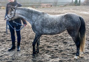 Klisna pony - 7