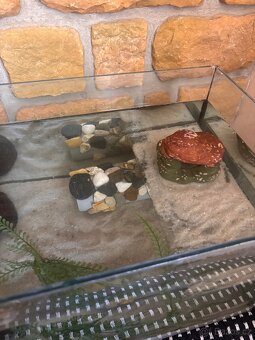 Axolotl - 7