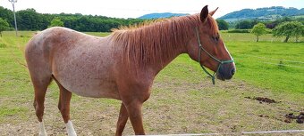 3l kobylka po QH x ČSP - 7
