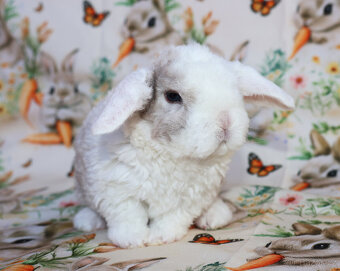 Zakrslí rex beránci . - 7