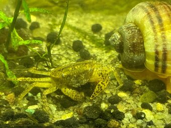 Akvarijní krab - 7