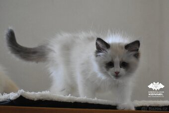 Ragdoll s PP – nádherná seal bicolor kočka na výstavy a chov - 7