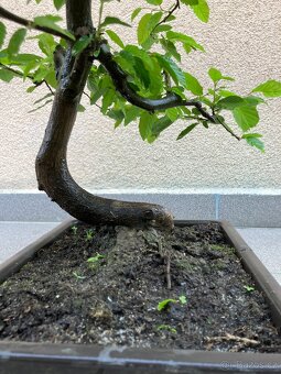 Bonsai, Bonsaj, jamadori, habr - 7