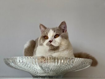Bohemia Crystal velká křišťálová mísa ⍉ 40cm - 7