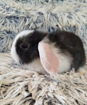 Minilop - anglický zakrslý beránek s VP - 7