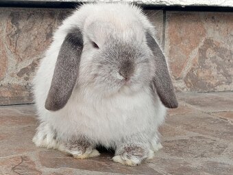 Volná samička - Anglický Zakrslý Beránek MiniLop🍑🧡 - 7