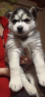 štěnátka Sibiřský Husky - 7