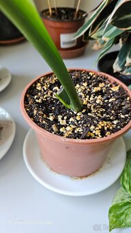 Monstera esqueleto - 7
