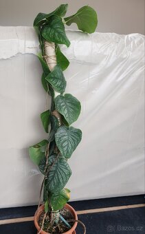 Monstera Dubia - 7