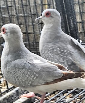 Agapornis růžohrdlý,Holoubek diamantový - 7