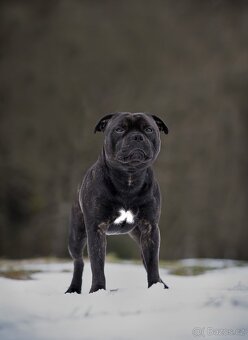 Stafordšírský bulteriér - Krycí pes - 7