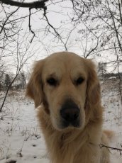 Možnost krytí. Zlatý retriever. - 7