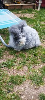 Anglická angora - 7