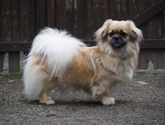 Tibetský španěl s průkazem původu - 7