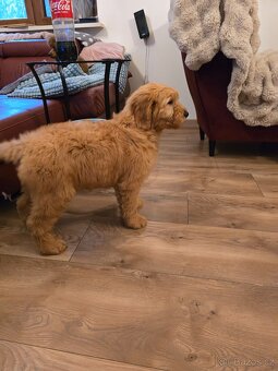 Goldendoodle F1 Standard - 7