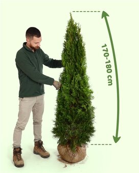 Thuje Thuja Smaragd - rozvoz po celé ČR - 7