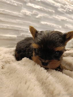 MIKRO YORK Yorkshire Terrier XXXS Neuvěřitelný WIDEO - 7