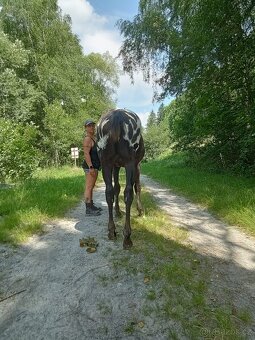 Roční appaloosa klisna - 7