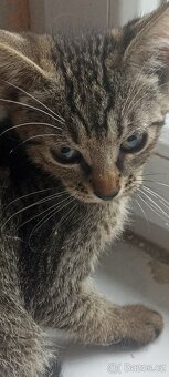 Po mamince kanadský sphynx, tatínek Evropan nabízíme kocourk - 7