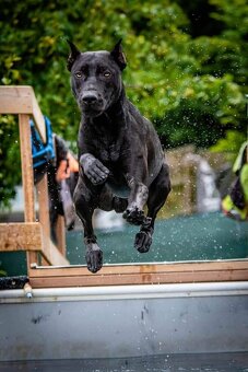 Dobrman x APBT,bandog,ast,bullherder - 7