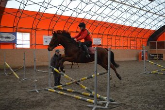 Prodám valacha A1/1 - 7