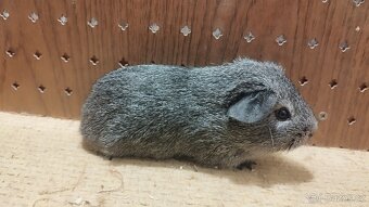 Morčata - morče hladké. - 7