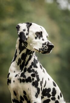 Dalmatin štěně s PP - 7