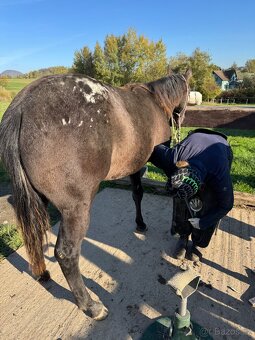 Dvouletá appa klisna - 7