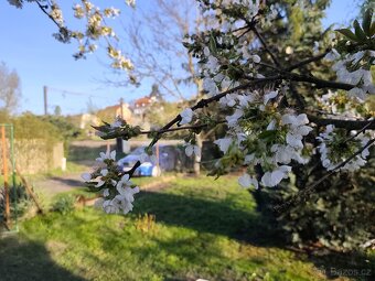 Zahrada v obci Želenice u Mostu - 7