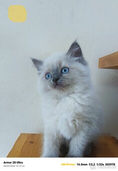 Koťata Ragdoll - 7