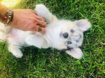 Welsh Corgi - 7
