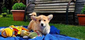 Welsh corgi pembroke s PP - 7