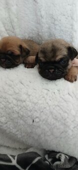 Mops - 7