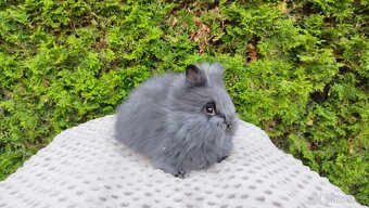 Zakrslý králík, králíček-(TEDDY)-OLAF, OLIVER, OLINA - 7