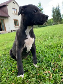 Americky pitbull s pp - 7