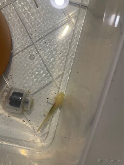 Axolotl - 7