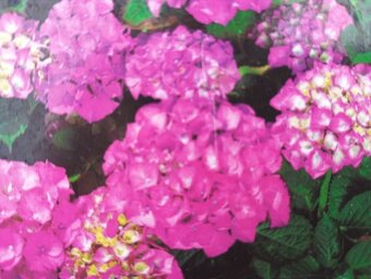 Ořechokřídlec , hortenzie a další keře - 7