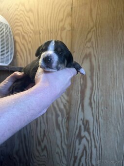 Velký švýcarský salašnický pes - rezervace štěňátek s PP - 7