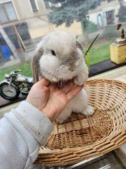 Zakrslý králík - 7