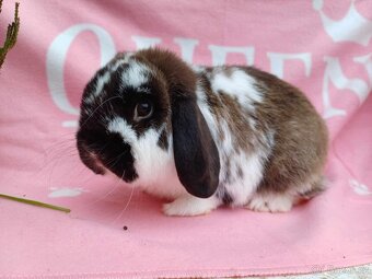 Tipový Sameček Zakrslý Beránek MiniLop - 7