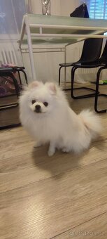 Pomerian špic - 7