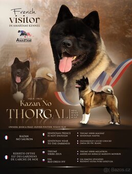 Americká akita- plánovaný vrh ,,D” - 7