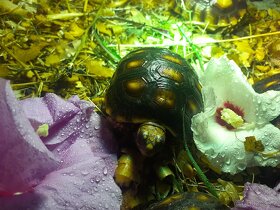 Želva uhlířská mláďata různé velikosti - 7