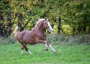 Připouštění Welsh cob - D - 7