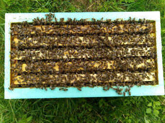 Včelstva,oddělky - 7